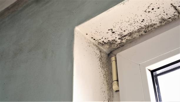 Best Emergency Mold Remediation  in Jacksonville, FL