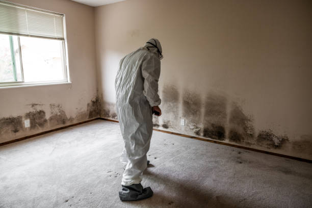 Best Industrial Mold Remediation  in Jacksonville, FL